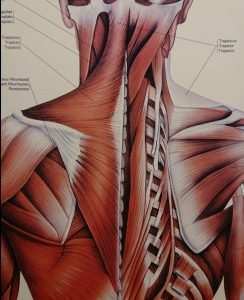 頚部痛のイメージ