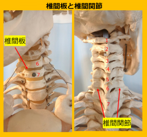 頚椎の骨模型
