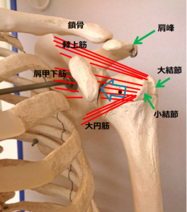 肩関節、腱板の解剖