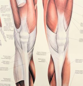 膝の筋の図