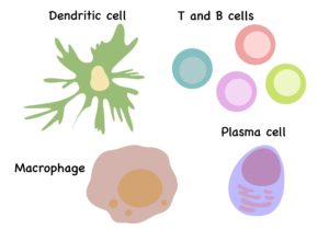 免疫細胞の図