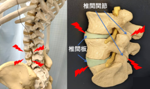 椎間板と椎間関節